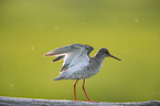 Redshank