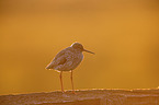 Redshank