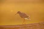 Redshank