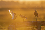 Redshank