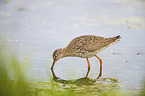 Redshank