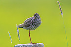 Redshank