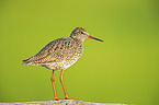 Redshank