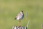 Redshank