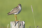 Redshank