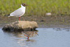 redshank