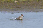 redshank