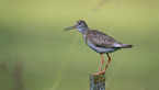 common redshank