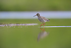 Redshank