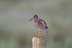 common redshank