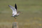 common redshank