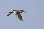common redshank