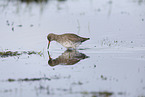 common redshank