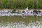 common redshank