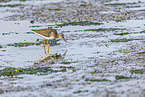 redshank