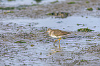 redshank