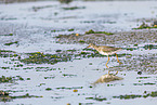 redshank