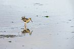 redshank