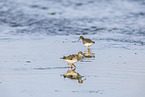 redshank