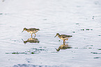 redshank