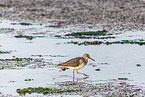 redshank