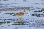 redshank