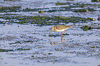 redshank