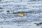 redshank