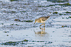 redshank