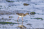 redshank