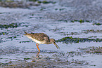 redshank