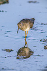 redshank