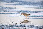 redshank