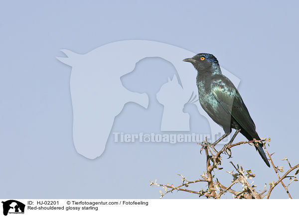 Red-shouldered glossy starling / HJ-02201