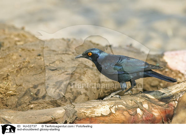 Rotschulterglanzstar / red-shouldered glossy-starling / HJ-02737