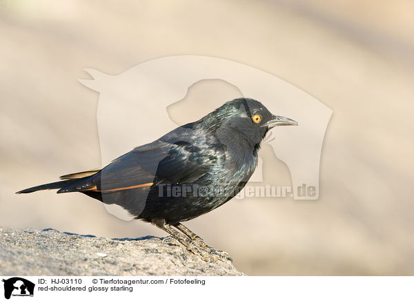 Rotschulterglanzstar / red-shouldered glossy starling / HJ-03110