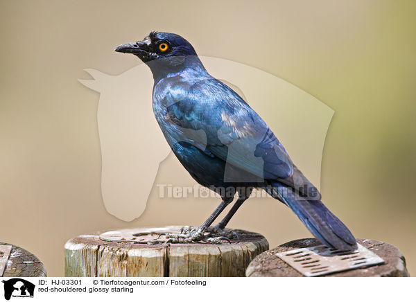 Rotschulterglanzstar / red-shouldered glossy starling / HJ-03301