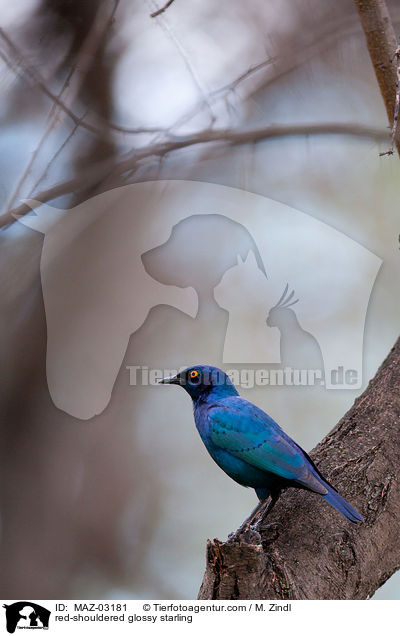 red-shouldered glossy starling / MAZ-03181