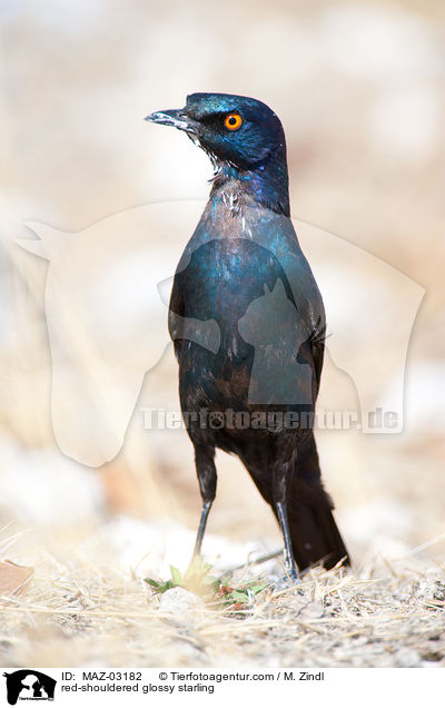 red-shouldered glossy starling / MAZ-03182