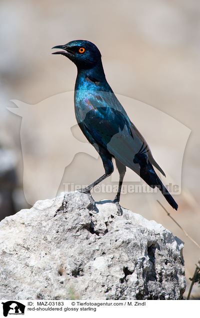 Rotschulterglanzstar / red-shouldered glossy starling / MAZ-03183