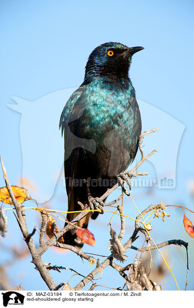 red-shouldered glossy starling / MAZ-03184