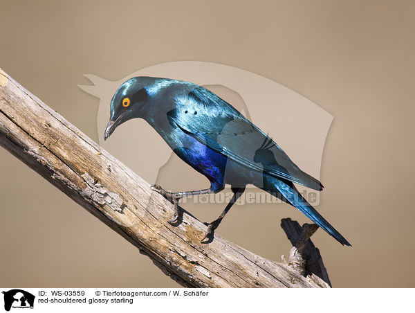 Rotschulterglanzstar / red-shouldered glossy starling / WS-03559