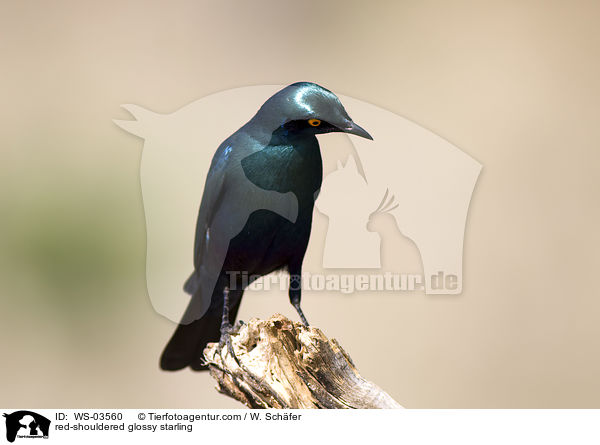 red-shouldered glossy starling / WS-03560