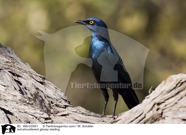 Rotschulterglanzstar / red-shouldered glossy starling / WS-03561