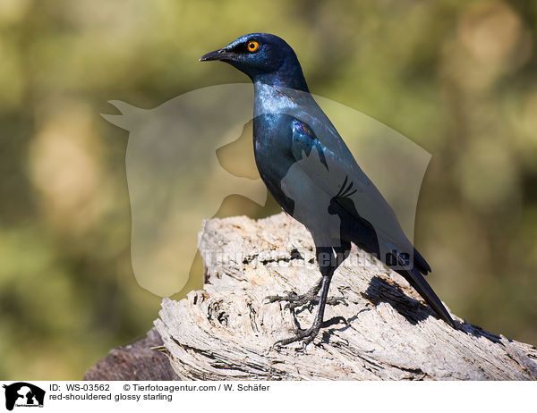 Rotschulterglanzstar / red-shouldered glossy starling / WS-03562