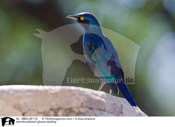red-shouldered glossy starling / MBS-06116