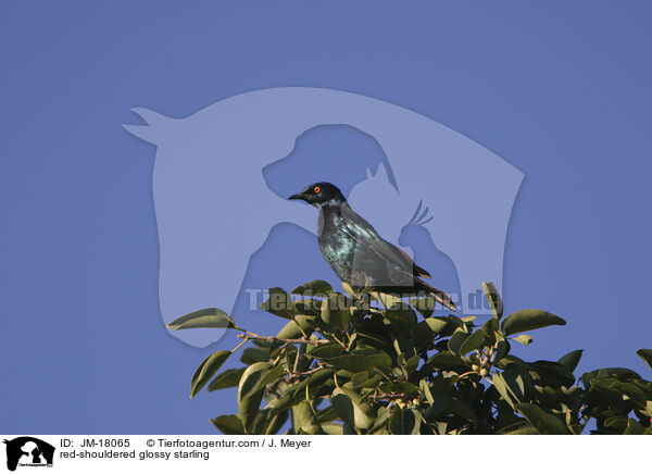 Rotschulterglanzstar / red-shouldered glossy starling / JM-18065
