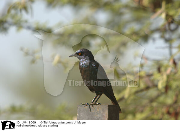 Rotschulterglanzstar / red-shouldered glossy starling / JM-18069