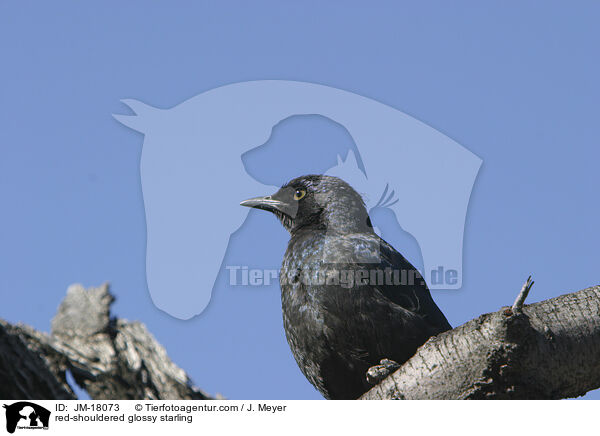 Rotschulterglanzstar / red-shouldered glossy starling / JM-18073
