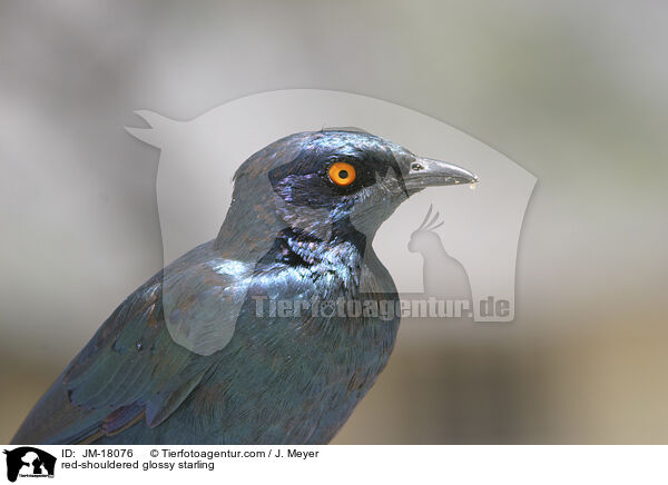 Rotschulterglanzstar / red-shouldered glossy starling / JM-18076